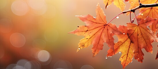 Naklejka na ściany i meble Close up copy space image of a autumnal background