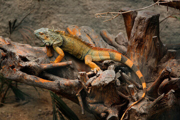 large orange iguana sitting on a snag