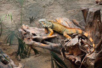 large orange iguana sitting on a snag