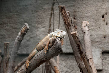 large orange iguana sitting on a snag