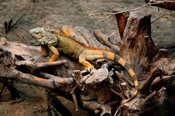 large orange iguana sitting on a snag