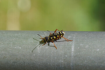 Close up two Wasp beetles Clytus arietis of the family longhorn beetles (Cerambycidae) on an aluminium tube. Mating, Spring, May, Netherlands