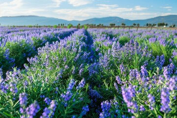 Obraz premium Beautiful rosemary field in full bloom