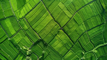 Aerial view of sustainable rice fields. carbon neutral farming for greener future