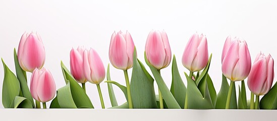 A spring greeting card with retro vintage style featuring pink tulips on a white background providing copy space for images