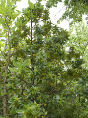 Ilex latifolia | Tarajo holly or lusterleaf holly. Pyramidal and multi-stemmed shrub bearing of...