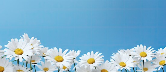 A spring and summer composition featuring white camomiles on a blue background creating a stunning copy space image