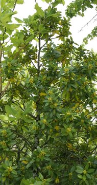 Lusterleaf holly or Tarajo shrub (Ilex latifolia) Ornamental shrub with spreading branches bearing lustrous green foliage and yellowish cymes of flowers swaying gracefully in the wind 
