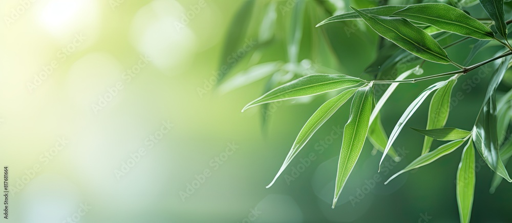 Aufkleber a close up image of a green bamboo leaf on a blurred bokeh background perfect for nature and fresh w