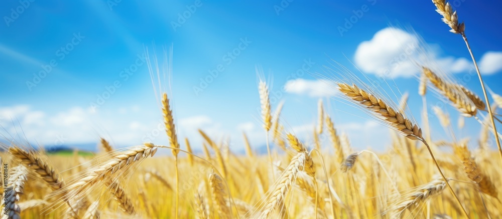 Aufkleber a scenic summer day with a ripe wheat field as the natural background adorned with chamomile weeds. 