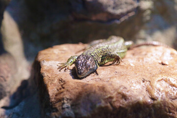  Iberian emerald lizard (Lacerta schreiberi)