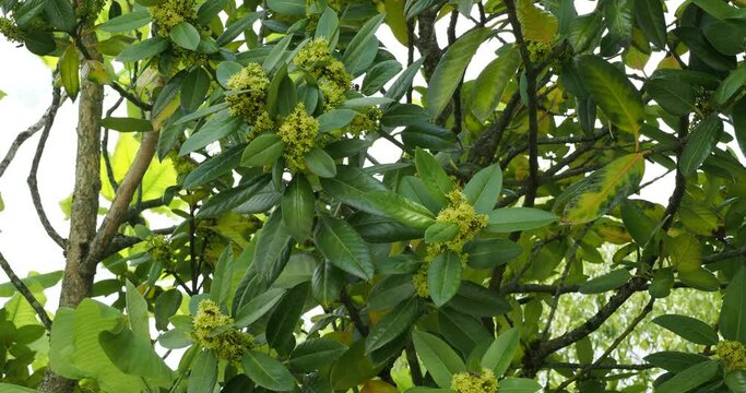 Ornamental tree of Lusterleaf holly or Tarajo shrub (Ilex latifolia) Gray-brown stems bearing leathery, lustrous green, errated foliage with yellowish clusters of small flowers in leaf axils