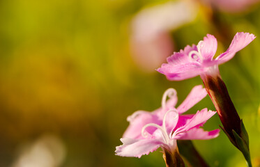 Fototapeta premium several soft pink carnations on a blurred green background with space for an inscription