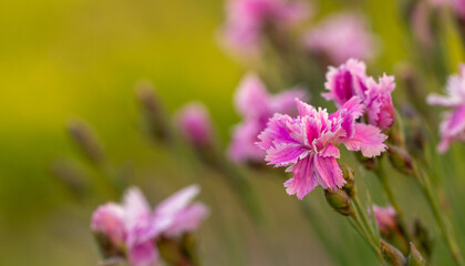 Fototapeta premium several soft pink carnations on a blurred green background with space for an inscription