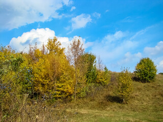 Obraz premium Autumn sunny day with yellow trees and blue sky.