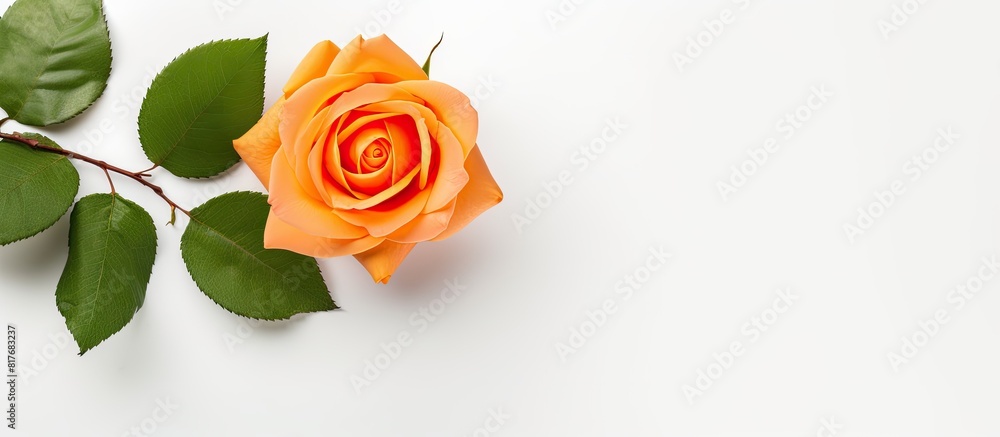 Poster top view of a stunning orange rose with leaves on a white background perfect for adding your text th