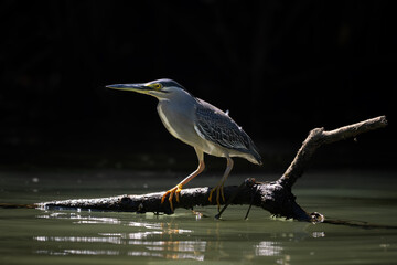 Squacco Heron - Ardeola ralloides, small beautiful heron from Euroasian swamps and marsches, Borneo, Malaysia.