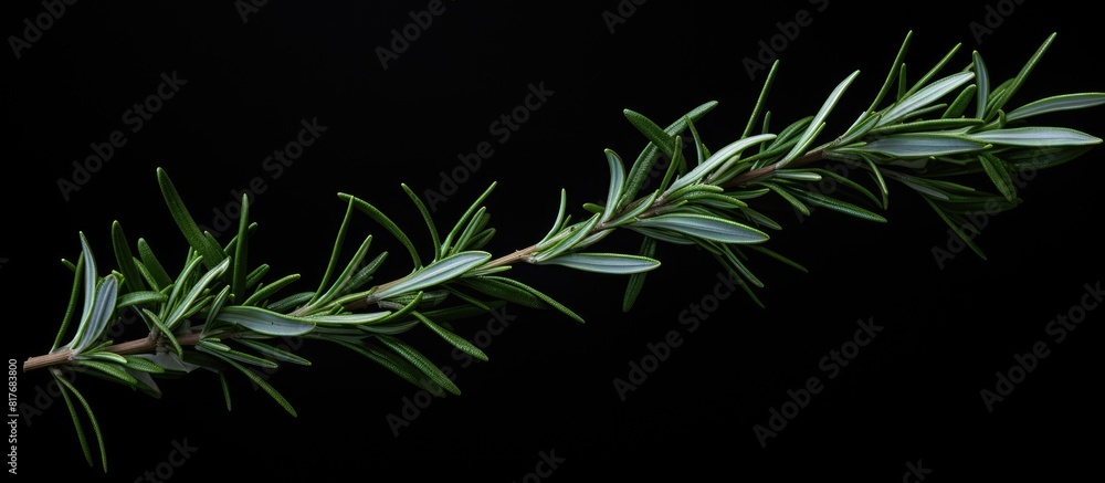 Poster A top view of a sprig of rosemary against a dark background providing ample copy space for additional elements