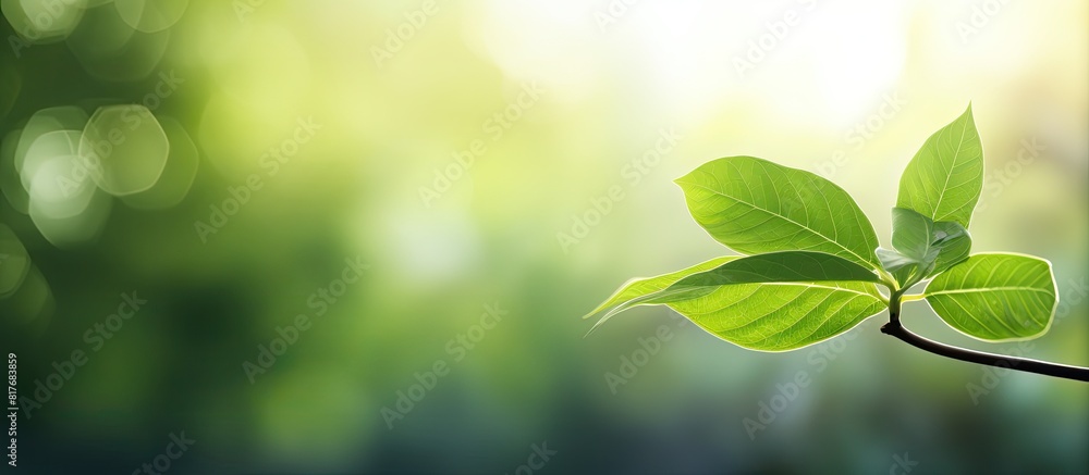 Aufkleber copy space image of a blurred nature background with a prominent green leaf in the foreground