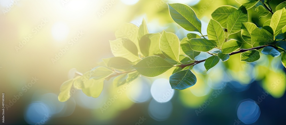 Poster a stunning bokeh background featuring abstract foliage and vibrant sunlight perfect for a copy space