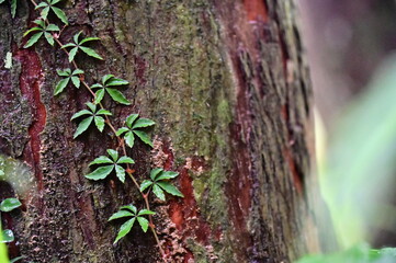 Along a forest trail on a rainy spring morning, tree trunks adorned with star-like leaves bring delightful surprises to the day.