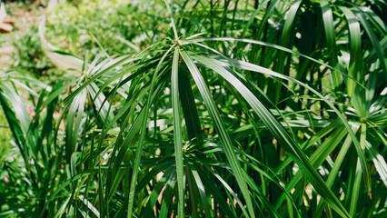 green grass background
