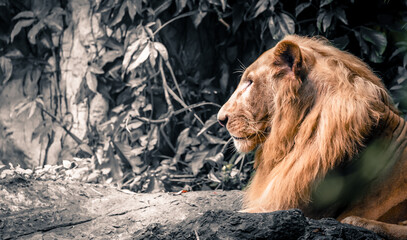 the lion in the nature with dramatic tone