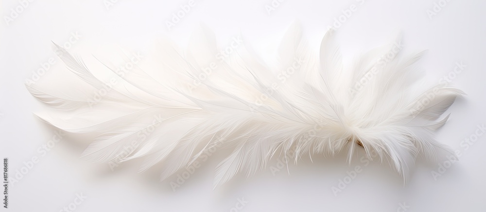Poster a top down view of a white feather flower on a white background perfect for a flat lay photograph. c