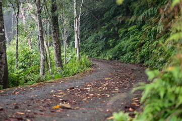 A verdant hiking trail unfolds amidst an early spring morning, enveloped in a misty embrace, as nature awakens from its slumber.