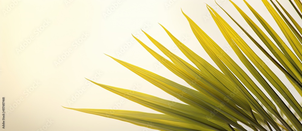 Aufkleber copy space image of a vibrant tropical date palm leaf set against a light background
