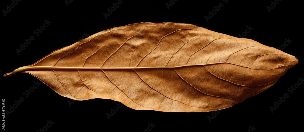 Poster a dried leaf against a black background providing ample copy space for text or images