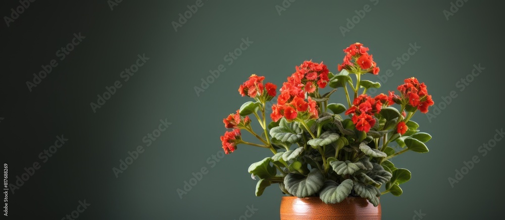 Poster Kalanchoe plant displayed in a pot with empty space available for adding text. Creative banner. Copyspace image