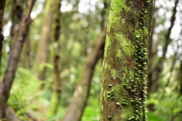 In the heart of a verdant forest, a sun-dappled tree trunk showcases a harmonious blend of moss and ferns, their delicate fronds intertwined amidst a symphony of greens.
