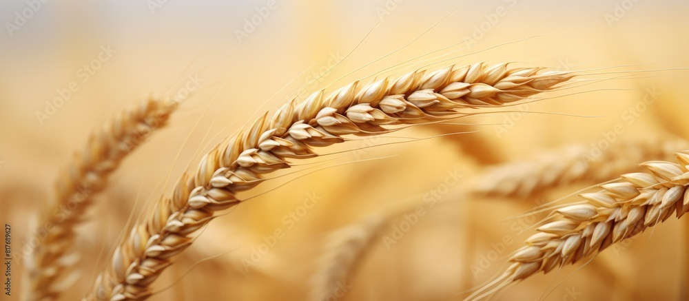 Poster a single golden wheat ear stands alone after the harvest with no other elements in the photo except 