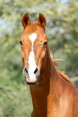 horse with flies on his head irritating summer spring