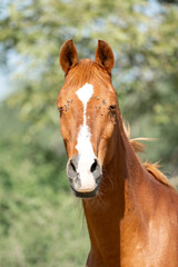 horse with flies on his head irritating summer spring