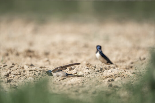 barn swallow bird foraging for their nest