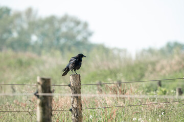 barn swallow bird foraging for their nest