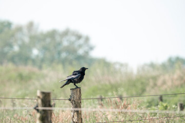 blackbird on a fence crow