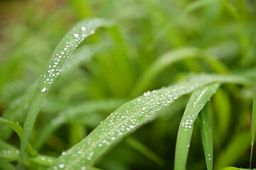 Grass adorned with morning dew forms mesmerizing patterns of glistening droplets, contrasting against lush greenery, creating a captivating sight in nature.