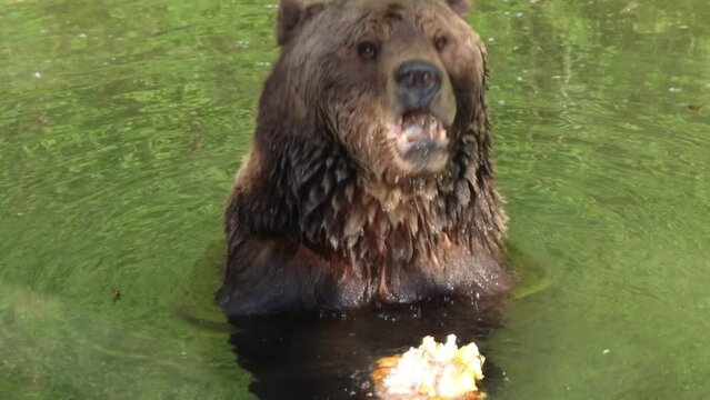 European brown bear eating while swimming in a mountain river inside wild park reserve in Switzerland. Close up telephoto shot, real time, no people