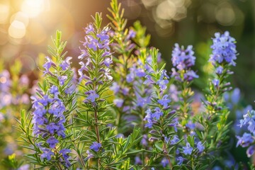 Obraz premium Blooming rosemary in garden Natural light focused shot