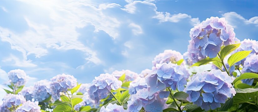In early summer a blue sky and abundant hydrangea create a picturesque scene with ample copy space for an image 120 characters