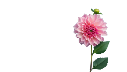 Dahlia flower close up in transparent background	
