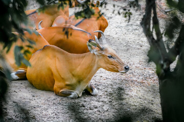 the red cow in the nature with dramatic tone