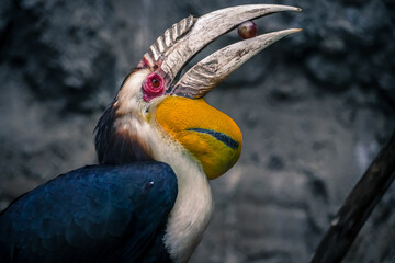 the hornbill is eating the food in the nature with dramatic tone