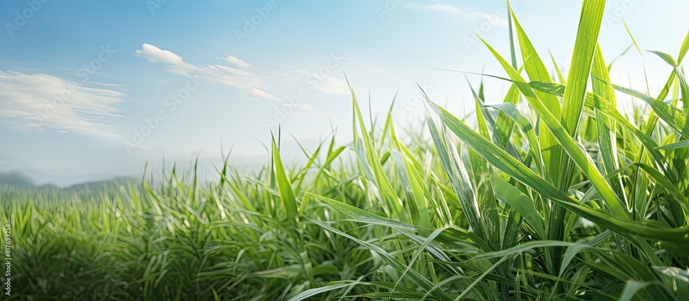 Poster a close up image of sugarcane plants thriving in a field with ample copy space