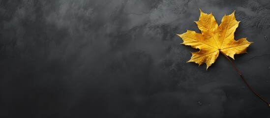 A copy space image of a yellow autumn maple leaf against a textured dark gray backdrop