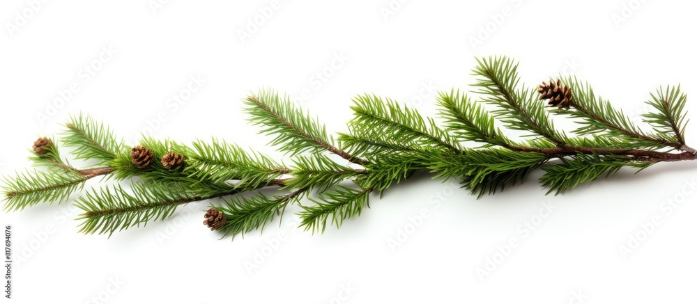 Leinwandbilder a branch from a christmas tree with a white background providing ample space for adding images or te
