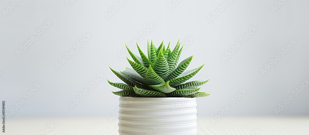 Aufkleber copy space image of a haworthia cooperi succulent plant displayed in a pot on a white table seen fro